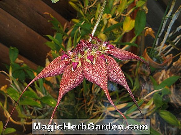 Bulbophyllum guttulatum (Bulbophyllum Orchid)