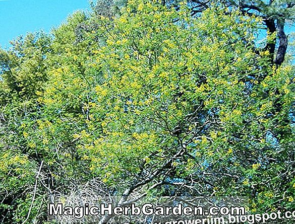 Caesalpinia mexicana (mexikói paradicsomi madár) - #2