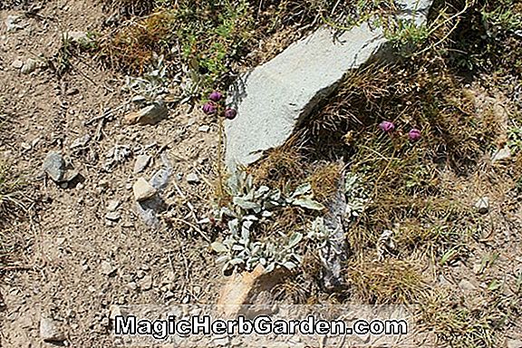 Planter: Calceolaria arachnoidea (Calceolaria)
