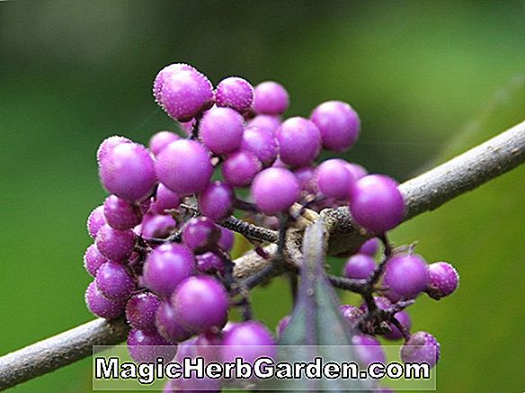 Callicarpa bodinieri (Beautyberry) - #2