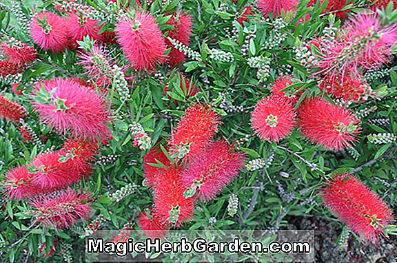 Callistemon macropunctatus (Scarlet Bottlebrush) - #2
