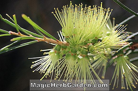 Callistemon pinifolius (Pine Bottlebrush) - #2