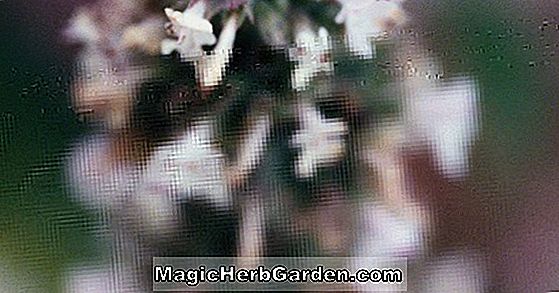Calluna vulgaris (Orange Queen Heather) - #2