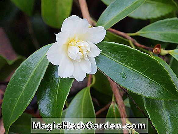 Növények: Camellia (Polar Ice Camellia)