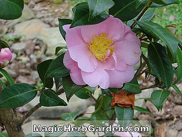 Camellia (Winter's Interlude Camellia)