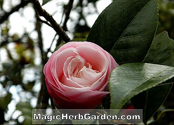 Camellia (Frost Prinsesse Camellia) - #2