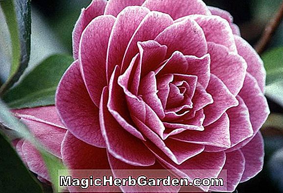 Camellia japonica (Grand Sultan Camellia) - #2
