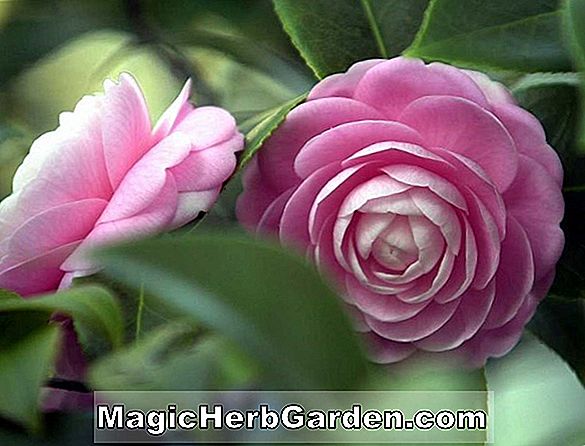 Planter: Camellia japonica (Guilio Nuccio Camellia)