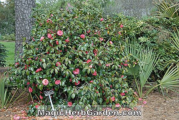 Camellia japonica (Jacks Camellia) - #2