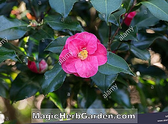 Planter: Camellia japonica (Lady Alice Camellia)