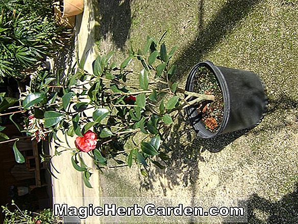 Camellia japonica (Lady Mary Cromartie Camellia) - #2
