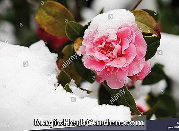 Kamelie japonica (Bessie McArthur Camellia) - #2