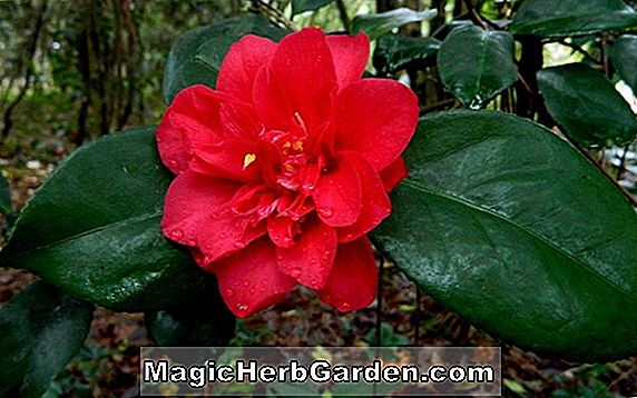 Camellia japonica (Letitia Schrader Variegated Camellia) - #2