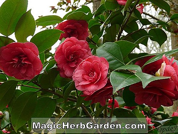 Camellia japonica (Red Elegans Camellia) - #2