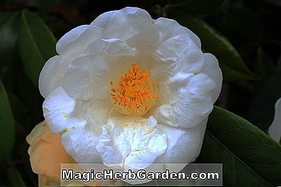Növények: Camellia japonica (Lotus Camellia)