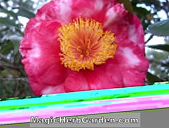 Camellia japonica (Margarete Hertrich Camellia) - #2