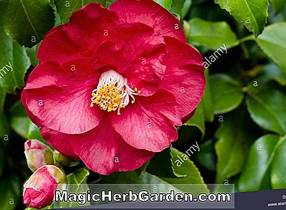 Camellia japonica (Marguerite Gouilley Camellia)