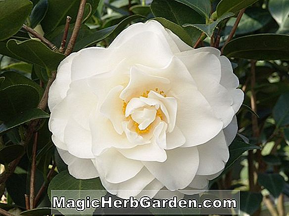 Camellia japonica (Mathotiana Fimbriata Camellia)