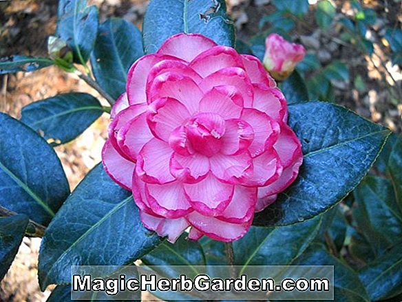 Camellia japonica (Optima Mauve Pink Camellia)