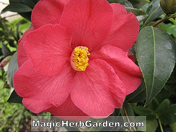 Camellia japonica (Pride of Portland Camellia)