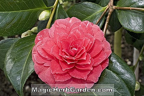 Plantes: Camellia japonica (fil de diamants camélia)