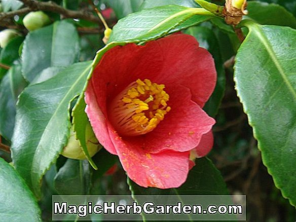 Camellia japonica (Rose Dawn Camellia) - #2