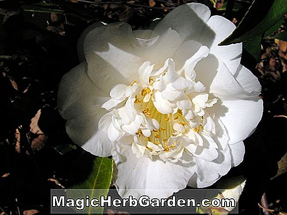 Camellia japonica (Shin Akebono Camellia) - #2