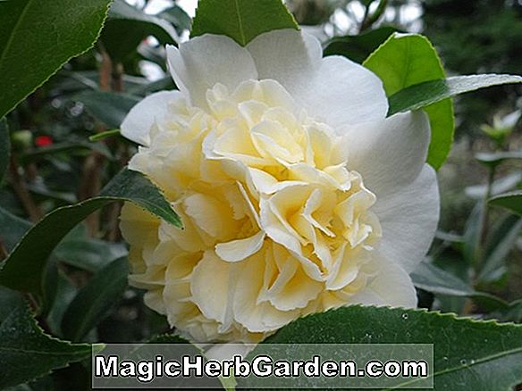 Kamelie japonica (Shiragiku Camellia) - #2