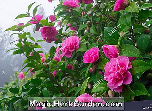 Camellia japonica (Spring Frill Camellia) - #2