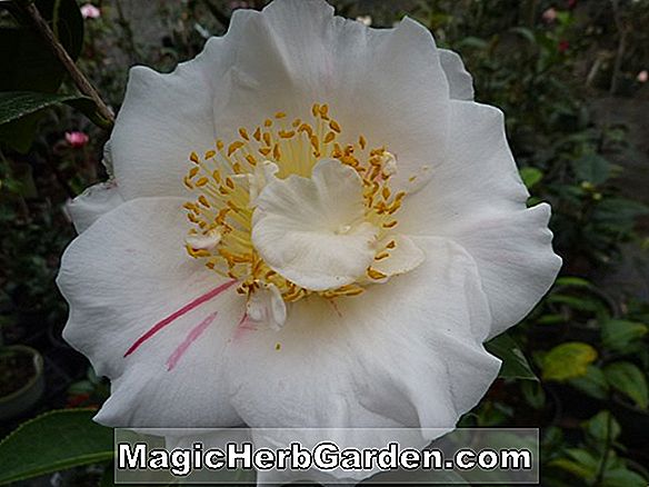 Camellia japonica (Tick Tock Speckled Camellia) - #2