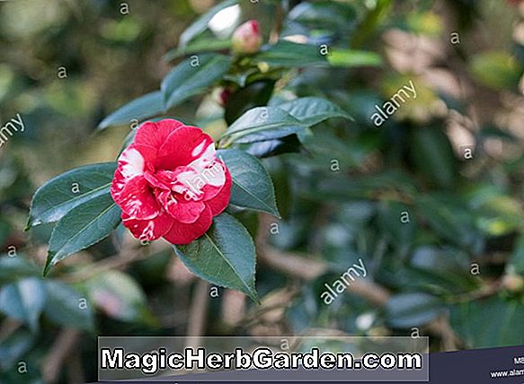 Camellia japonica (Tinsie Camellia) - #2