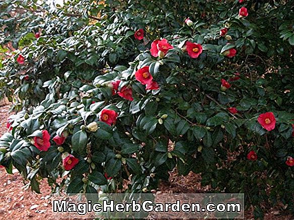 Camellia japonica (Wildwood Camellia) - #2