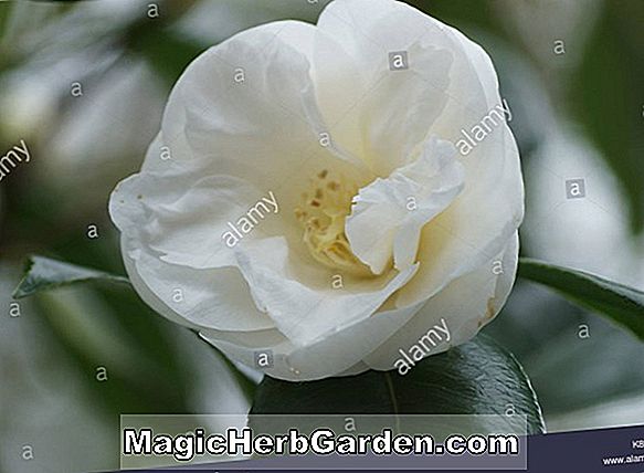 Camellia japonica (White Nun Camellia) - #2