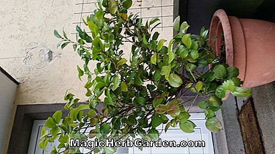 Növények: Camellia japonica (Extravaganza Camellia)
