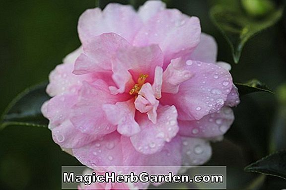 Plantes: Camellia japonica (Bicentenaire Joy Camellia) - #2