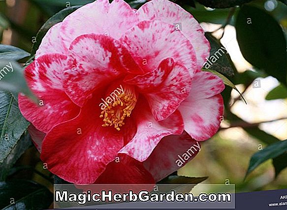 Planter: Camellia japonica (Elizabeth Bay Camellia)