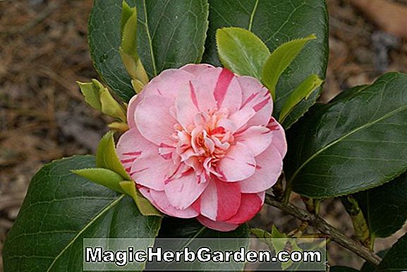 Planter: Camellia japonica (Bonbon Blush Camellia)
