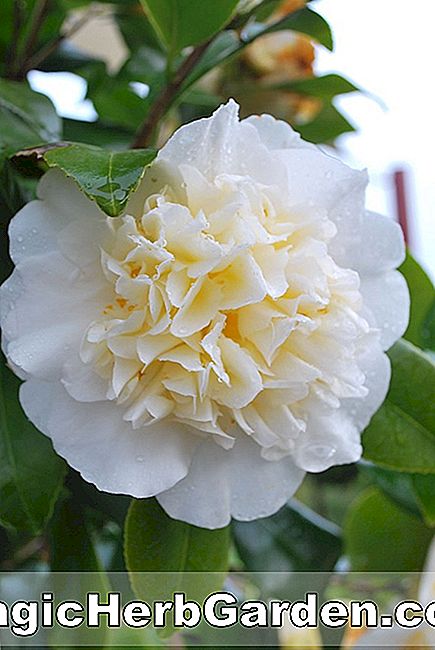 Camellia japonica (Brooklynia Camellia) - #2