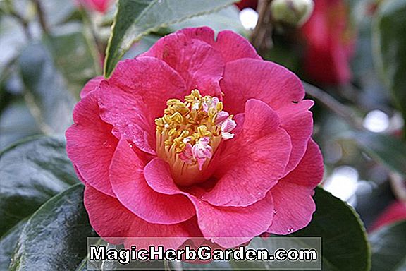 Camellia japonica (Magnolia King Camellia)