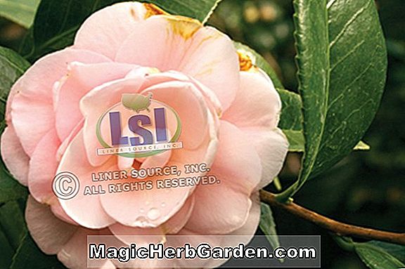 Camellia japonica (Lucy Hester Camellia) - #2