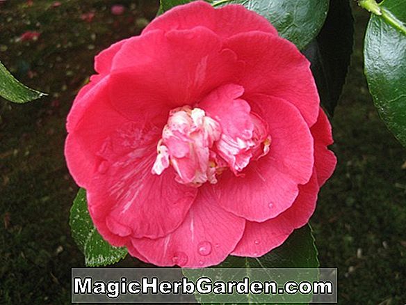 Planter: Camellia japonica (Covina Camellia)