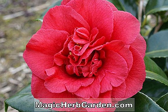 Planter: Camellia japonica (Tiffany Camellia)