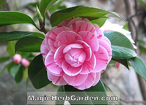Camellia japonica (Fleurette Camellia) - #2