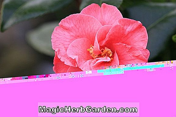 Camellia japonica (Frau Charles Cobb Camellia)