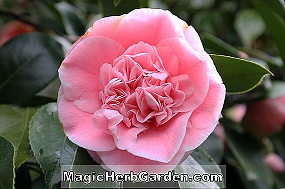 Plantes: Camellia japonica (C.M. Hovey Camellia) - #2