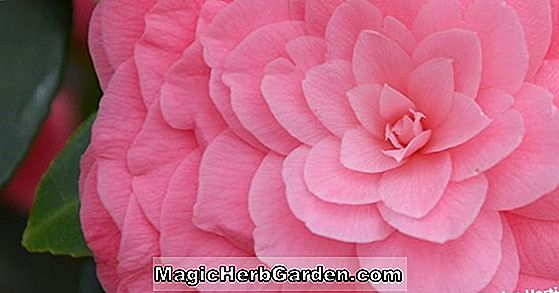 Camellia japonica (Mrs.Tingley Camellia)