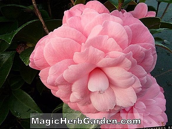 Camellia japonica (camélia rose d'Allen) - #2