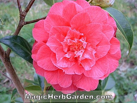 Camellia japonica (R. L. Wheeler Camellia)