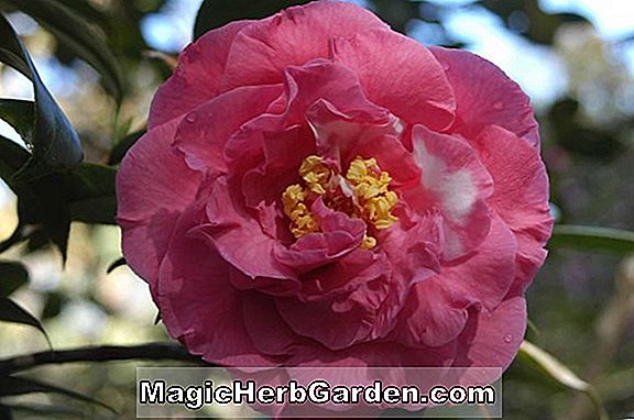 Camellia japonica (Sara C. Hastie Camellia)