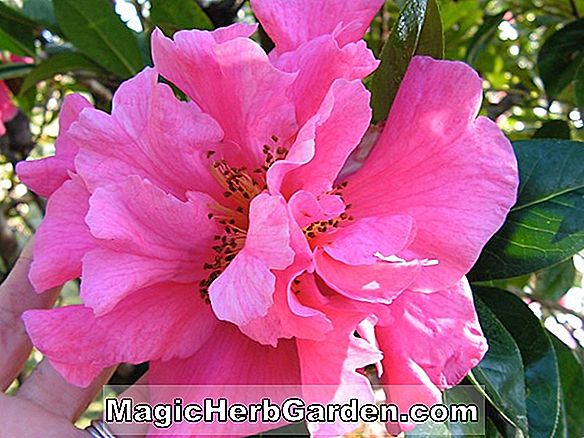 Camellia reticulata (Alaskan Queen Camellia) - #2
